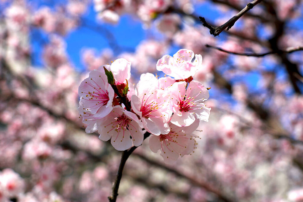 Apricot flowers in spring warm sunny day                                - Photo, Image