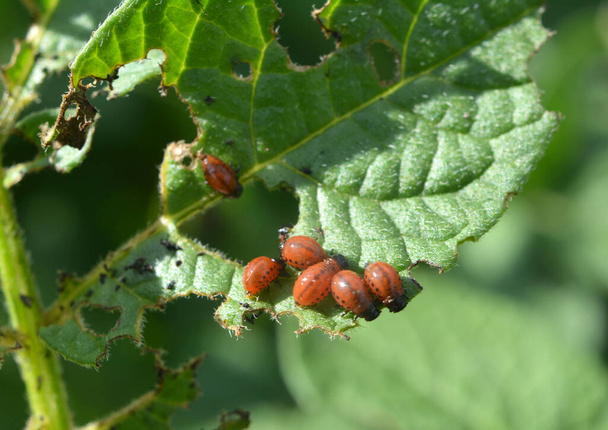 Les larves du doryphore détruisent les feuilles de pomme de terre - Photo, image
