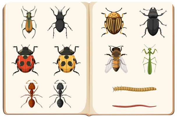Εντομολογικός κατάλογος απεικόνισης συλλογής εντόμων - Διάνυσμα, εικόνα