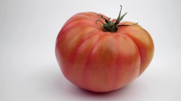 Φρέσκο κόκκινο raf ντομάτα σε απλό λευκό φόντο - Πλάνα, βίντεο