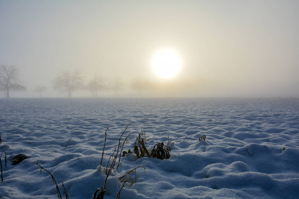 Pole sněhu a nějaké rostliny při východu slunce, s kopírovacím prostorem a stromy - Fotografie, Obrázek