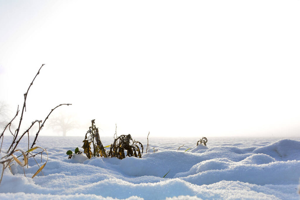 Lumikenttä ja joitakin kasveja auringonnousun aikaan, kopiotilaa - Valokuva, kuva