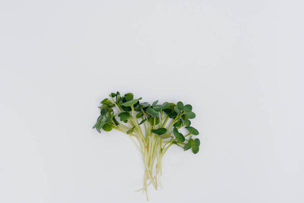 Micro-green sprouts close-up on a white background with free space. Healthy food and lifestyle - Фото, изображение