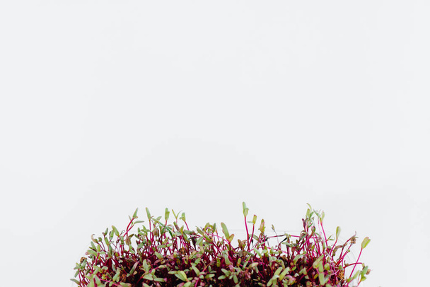 Micro-green beet sprouts close-up on a white background in a pot with soil. Healthy food and lifestyle - Fotoğraf, Görsel