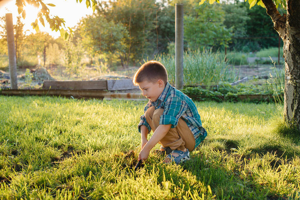 A cute little boy is planting sprouts in the garden at sunset. Gardening, and agriculture - Fotoğraf, Görsel