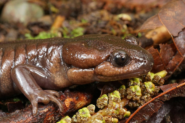 Close up of a Northwestern salamander, Ambystoma gracile, North California - Photo, Image