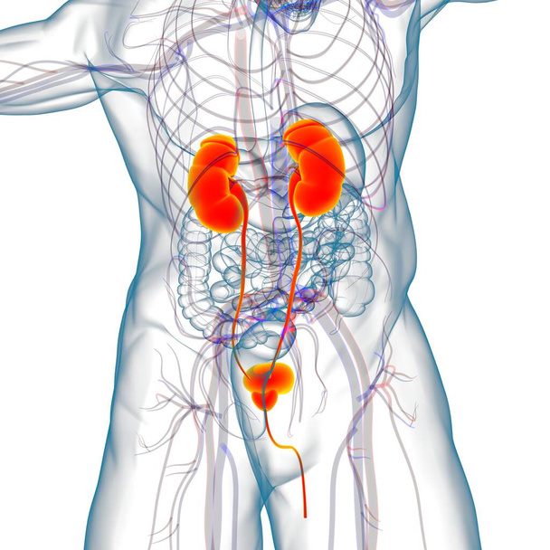 Ludzki układ moczowy Nerki z anatomią pęcherza moczowego do koncepcji medycznej - Zdjęcie, obraz