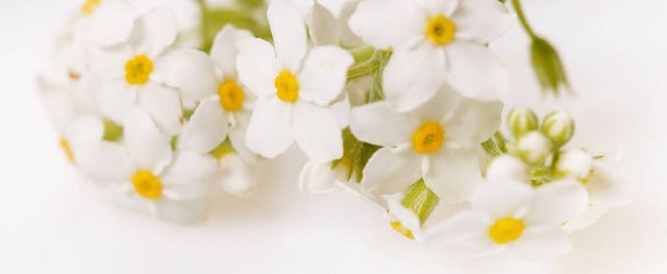 Moldura de primavera de pequenas flores e margarida, arranjo floral - Foto, Imagem