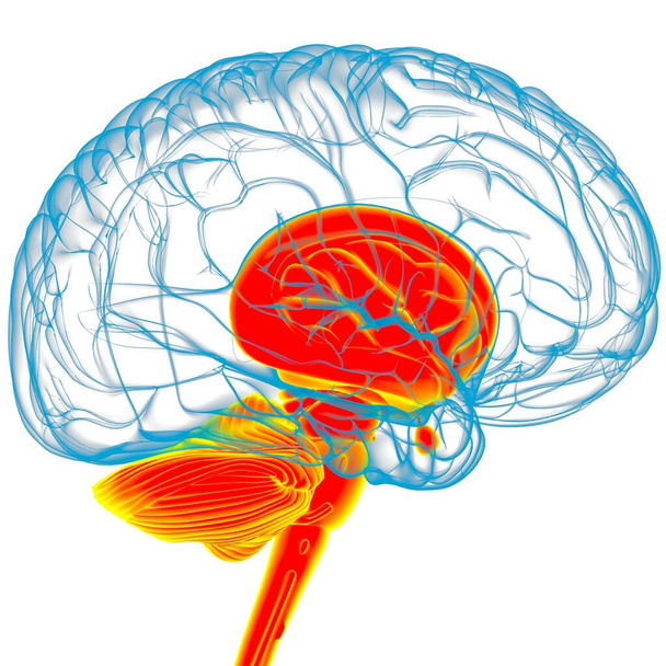 Anatomia umana delle parti interne del cervello per l'illustrazione medica di concetto 3D - Foto, immagini