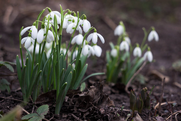 Kwitnący krzak śniegu w lesie. Wczesna wiosna białe kwiaty, tło - Zdjęcie, obraz