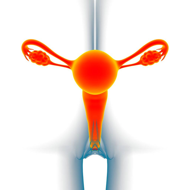 医学的概念のための女性生殖システム解剖学3Dイラスト - 写真・画像