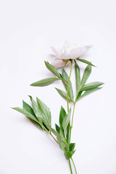 Fresh white peony on grey background with copy space. High quality photo - Foto, afbeelding