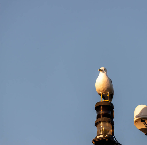 sea gull on top boat signal light - Photo, Image