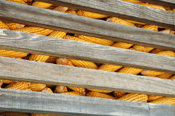 Corn - Fotoğraf, Görsel