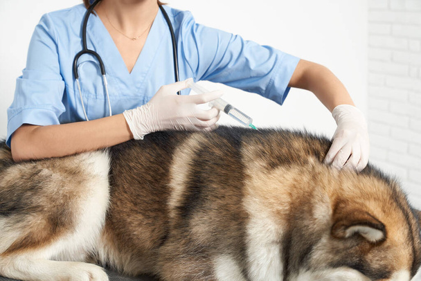Veterinarian vaccinating husky dog in clinic. - Photo, Image