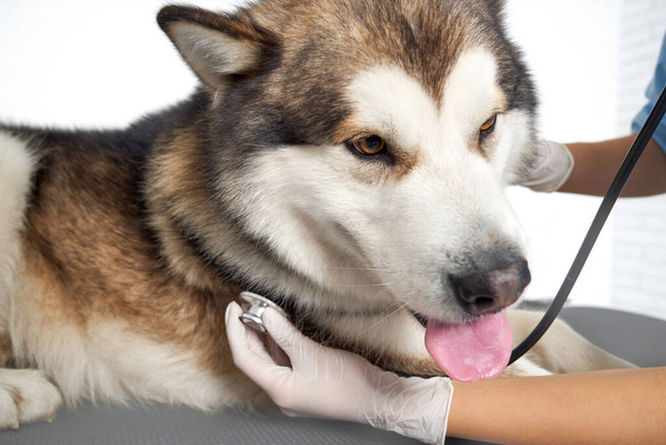 Veterinarian examining a dog in clinic. - 写真・画像