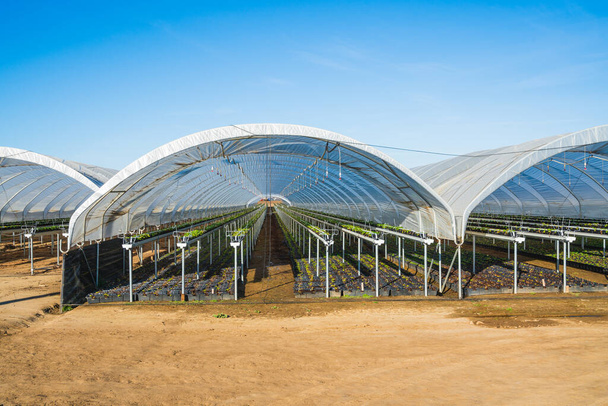 Gewächshäuser für junge Erdbeerpflanzen auf dem Feld in Santa Barbara County, Kalifornien - Foto, Bild