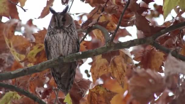 Bubo virginianus, Great horned owl, hoot owl - Footage, Video