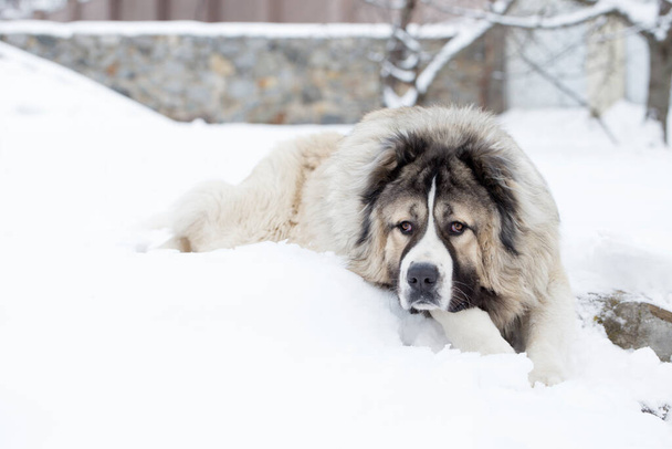 Adult Caucasian Shepherd dog. Caucasian sheepdog in winter time - Photo, Image