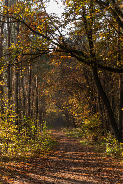 alley in the autumn forest - Zdjęcie, obraz