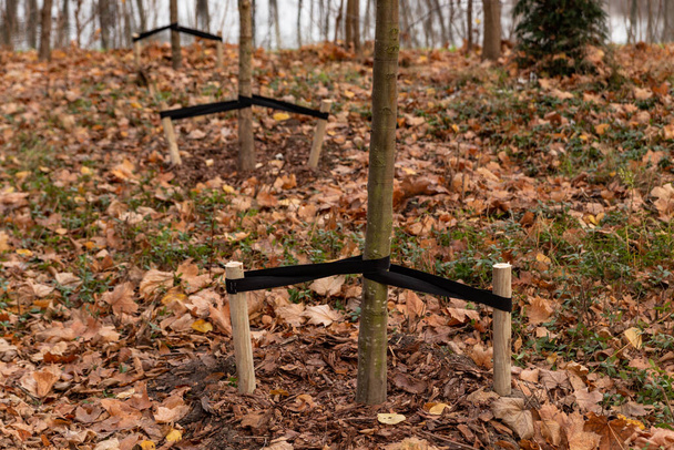 Befestigung der gepflanzten Bäume in der Mitte des herbstlichen Parks - Foto, Bild