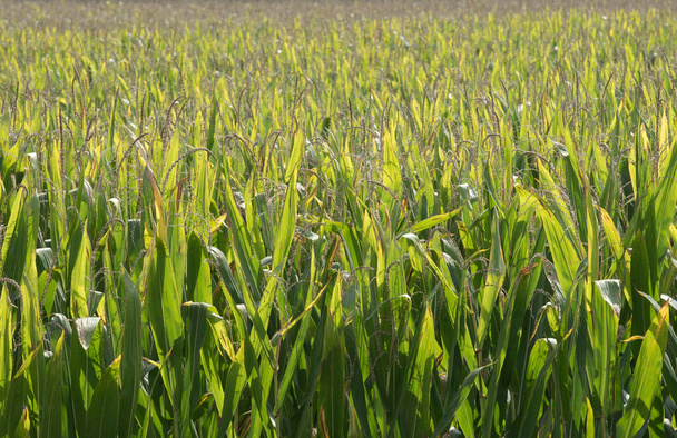 bir mısır tarlası veya tarımsal tarım ve üretim alanında mısır tarlası - Fotoğraf, Görsel