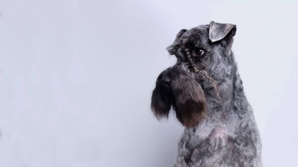 Portrait of Kerry blue terrier on a white background. Isolated. The dog has a pigtail made of eyebrow hair on his head - 写真・画像