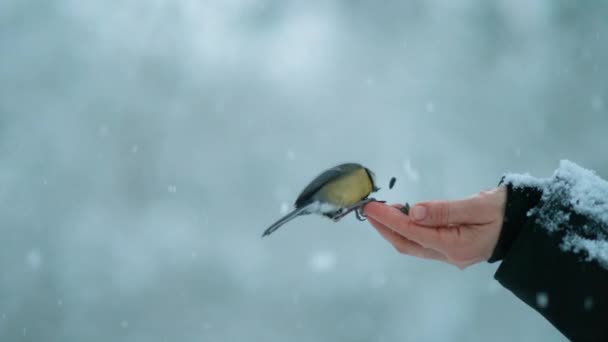 CLOSE UP: Schattige vogel met pikken een zaadje uit een vrouwelijke hand tijdens sneeuwstorm. - Video