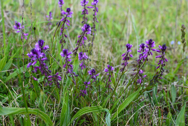 fialové divoké květinové pole zvonek na pozadí zelené trávy v létě slunečný den. Květinová polygala Comosa. - Fotografie, Obrázek