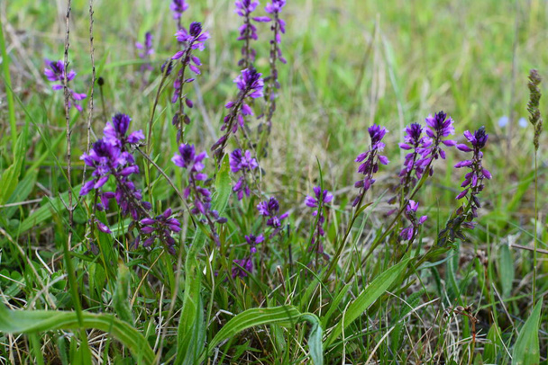 purple wild flower field bell flower on a background of green grass on a summer sunny day. Flower Polygala Comosa. - Photo, Image