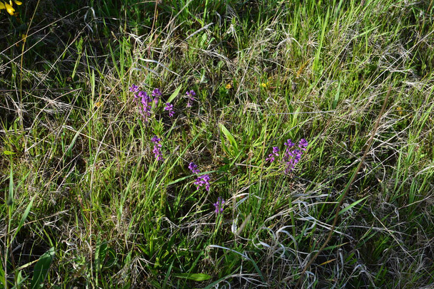 violette fleur sauvage champ cloche fleur sur un fond d'herbe verte par une journée ensoleillée d'été. Fleur Polygala Comosa. - Photo, image