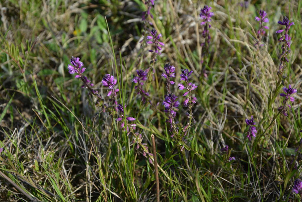 Фіолетова квітка дикого поля на тлі зеленої трави в літній сонячний день. Квітка Polygala Comosa. - Фото, зображення