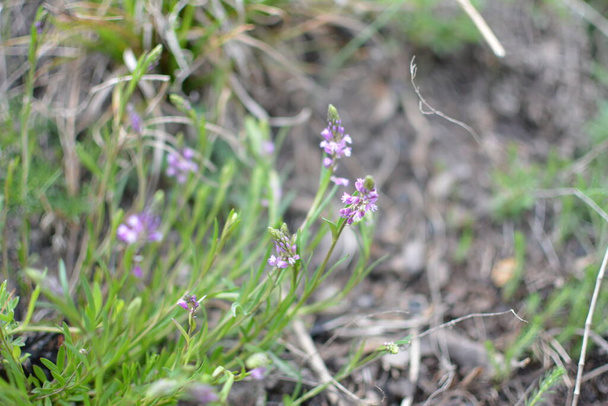 violetti luonnonvarainen kukka kenttä Bell kukka taustalla vihreä ruoho kesällä aurinkoinen päivä. Kukka Polygala Comosa. - Valokuva, kuva