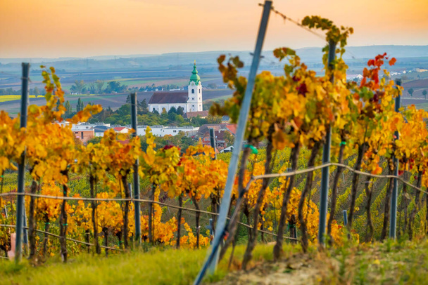 виноградник недалеко от Унтеррецбаха в регионе Вайнфиртель, Нижняя Австрия, Австрия - Фото, изображение