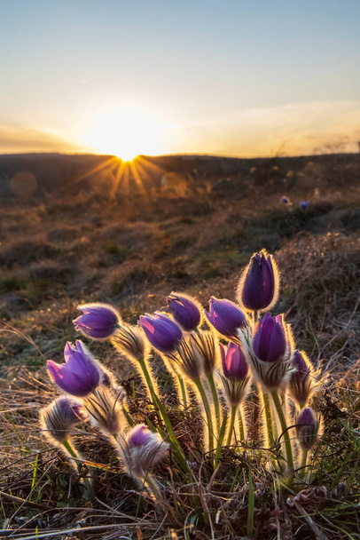 Pasque flower, National park Podyji, Southern Moravia, República Checa - Foto, Imagem
