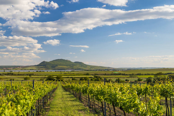 Spring vineyards under Palava near Sonberk, South Moravia, Czech Republic - Photo, Image