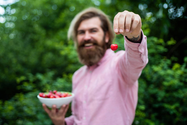 try this. confident farmer with fresh fruits. bearded man holding ripe cherries. Harvesting in summer. happy mature hipster with beard. brutal caucasian guy with cherry. organic fruits - Foto, afbeelding