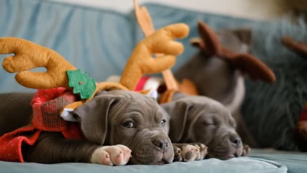 American Bully puppy 's liggen voor Kerstmis op de bank. Pestkoppen met slimme hoeden. - Video