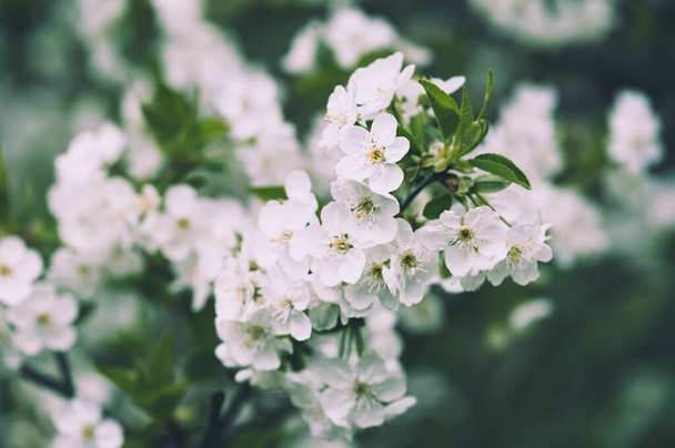 Cherry flowers frame - Фото, изображение