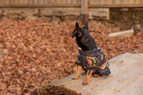 adorable chihuahua dog outdoors in a sweater. Chihuahua in a sweater. Dog in clothes for a walk - Photo, Image