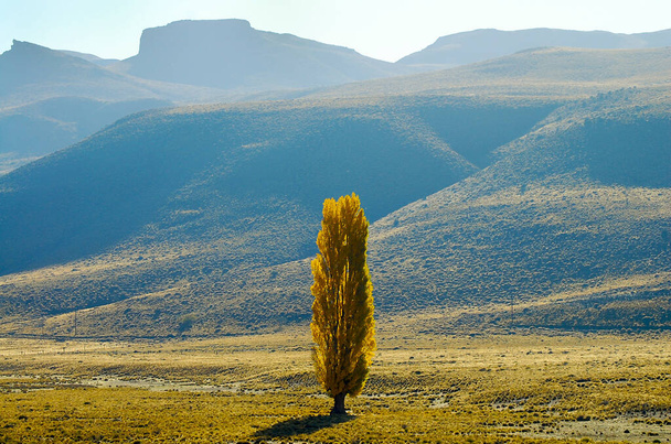 Poplar Trees - Παταγονία - Αργεντινή - Φωτογραφία, εικόνα