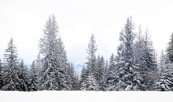 Winter In The Mountain Forest. High quality photo - Φωτογραφία, εικόνα