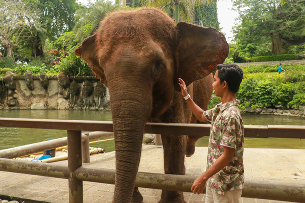 Face à face. Jeune voyageur avec un éléphant amical dans la forêt tropicale humide dans la province de Chiang Mai, Thaïlande - Photo, image