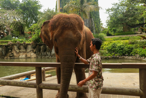 Face à face. Jeune voyageur avec un éléphant amical dans la forêt tropicale humide dans la province de Chiang Mai, Thaïlande - Photo, image