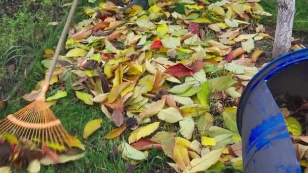 Limpieza de hojas amarillas caídas con un rastrillo del césped en otoño - Metraje, vídeo