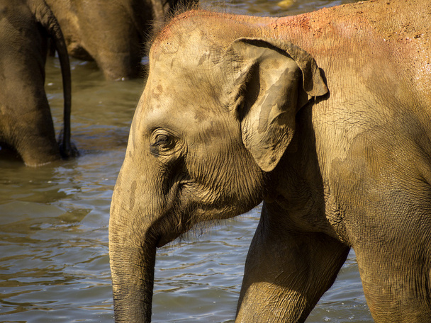Baño de elefantes en el orfanato
 - Foto, imagen