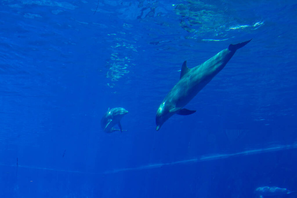 golfinhos em um grande aquário azul close-up - Foto, Imagem