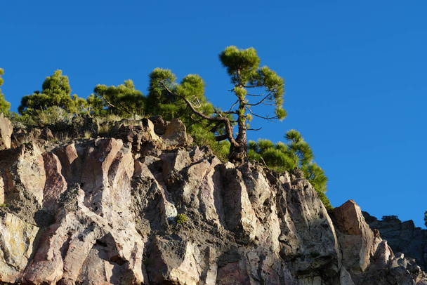 A beautiful shot of the conifers growing on a rocky cliff - Фото, изображение