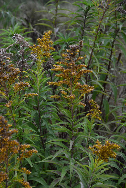 Solidago or goldenrod virgaurea yellow plant with flowers - Photo, Image