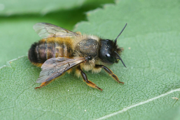 Une abeille femelle maçon cornu, Osmia bicornis reposant sur une feuille verte - Photo, image